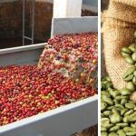 Vietnam-coffee-beans-exporters.jpg